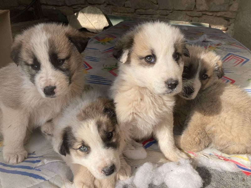 Verkuschelte Rosa sucht ihr Forever Home ❤️