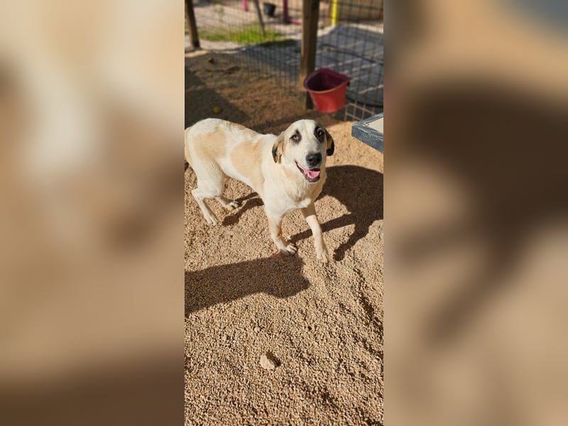 Verkuschelte Rosa sucht ihr Forever Home ❤️