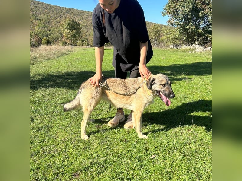 Sportliche Tomasina sucht ihr Forever Home ❤️