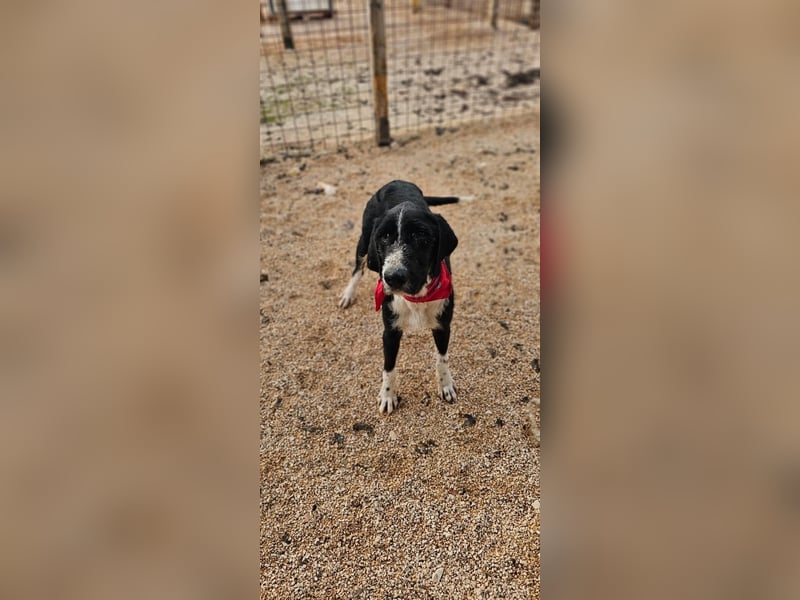 Sanfter TOM sucht seine Familie ❤️