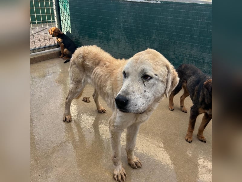 Tristan alias Snow sucht forever Home❤️