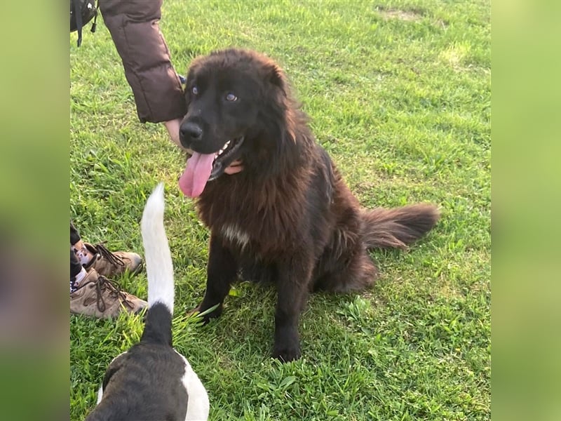 Rayo sucht ein liebevolles Zuhause❤️