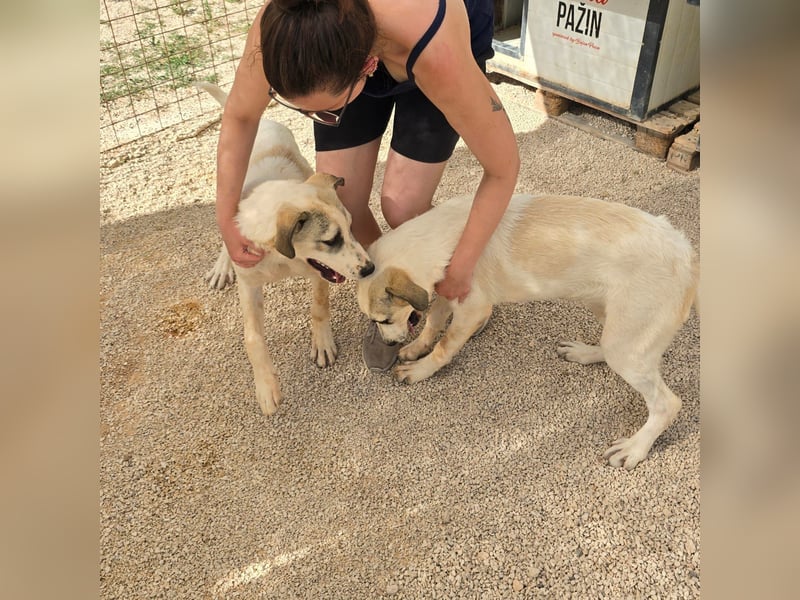 Verkuschelte Rosa sucht ihr Forever Home ❤️