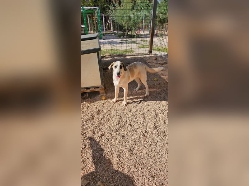 Verkuschelte Rosa sucht ihr Forever Home ❤️