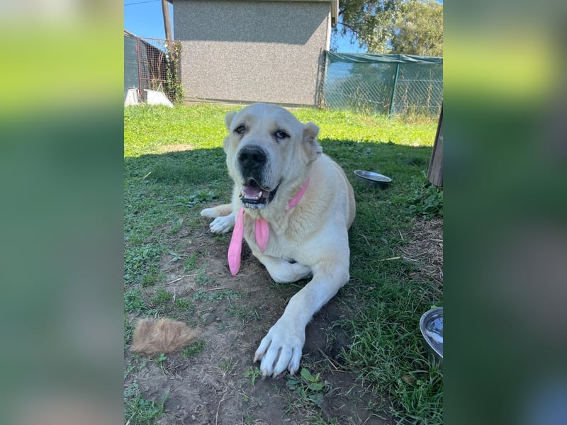 LESKA sucht ihr forever Home ❤️