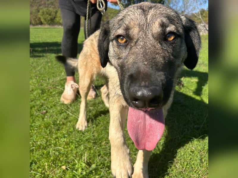 Sportliche Tomasina sucht ihr Forever Home ❤️