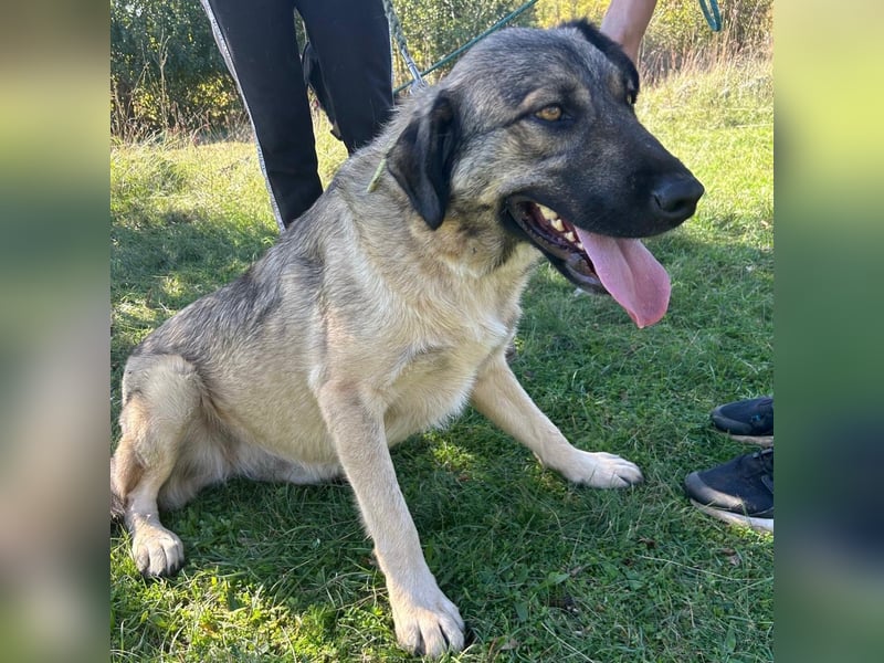 Sportliche Tomasina sucht ihr Forever Home ❤️