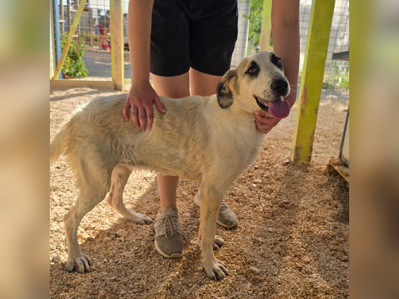 Verkuschelte Rosa sucht ihr Forever Home ❤️