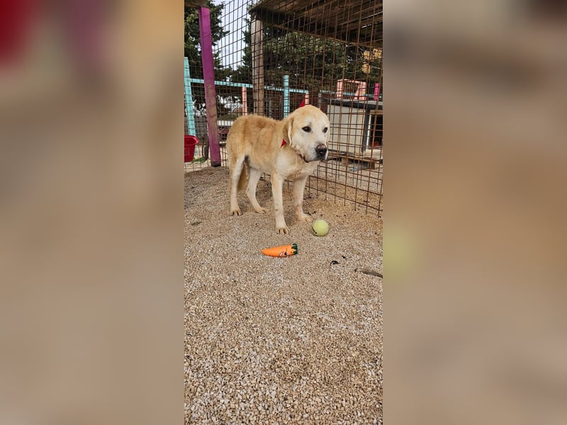 Tristan alias Snow sucht forever Home❤️