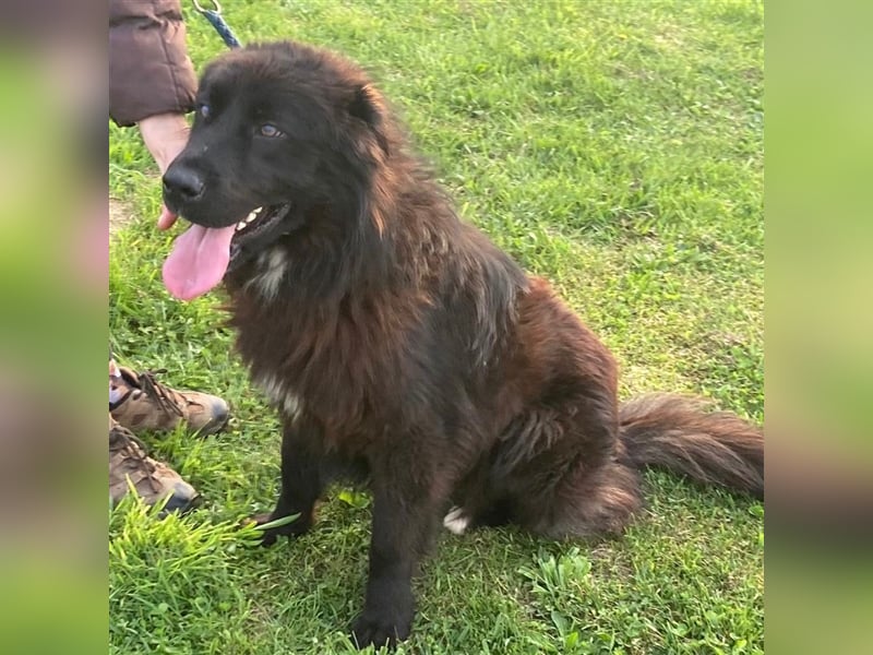 Rayo sucht ein liebevolles Zuhause❤️