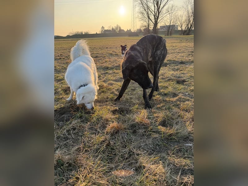 ROYAL sucht sein Für-Immer-Körbchen ❤️