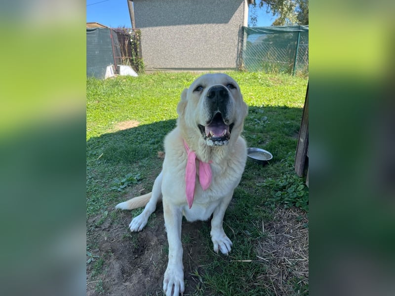 LESKA sucht ihr forever Home ❤️