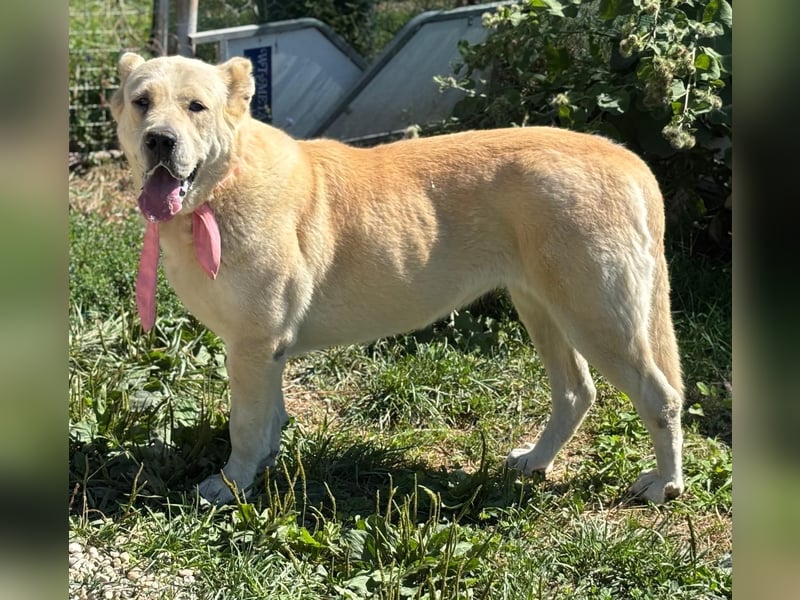 LESKA sucht ihr forever Home ❤️