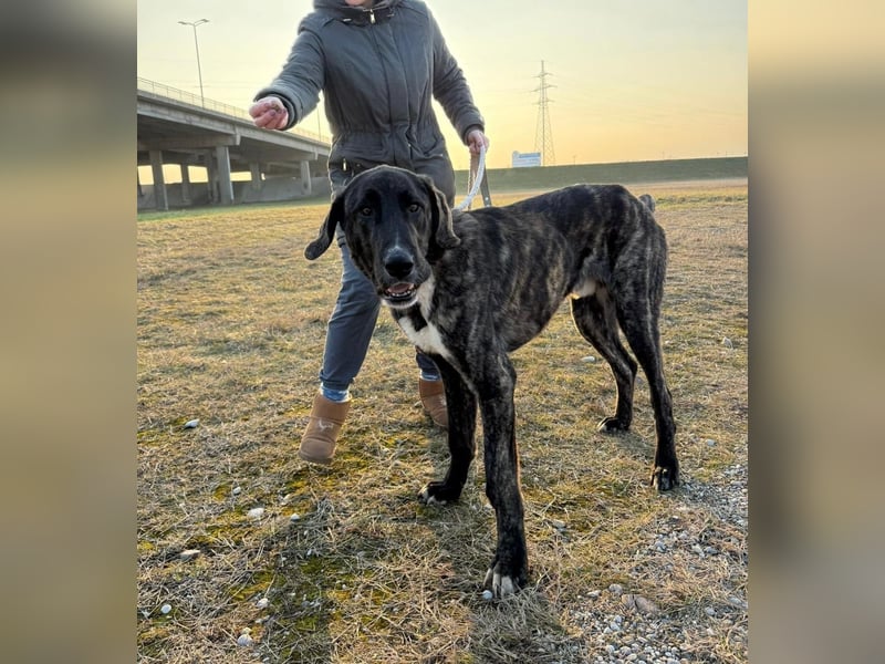 ROYAL sucht sein Für-Immer-Körbchen ❤️