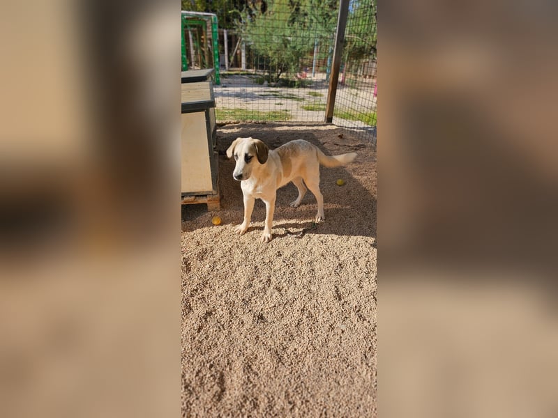 Verkuschelte Rosa sucht ihr Forever Home ❤️