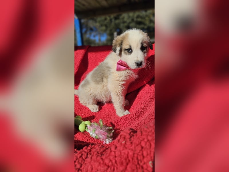 Verkuschelte Rosa sucht ihr Forever Home ❤️