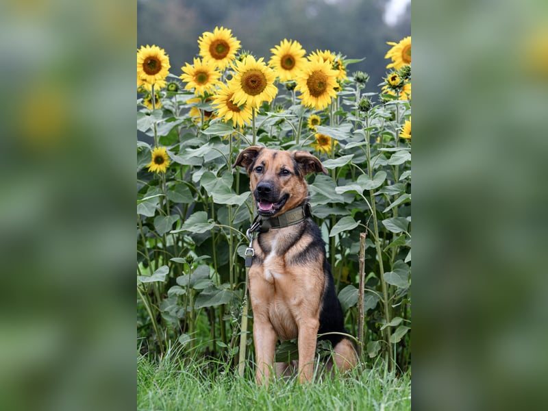 Marlo - Topf sucht Deckel