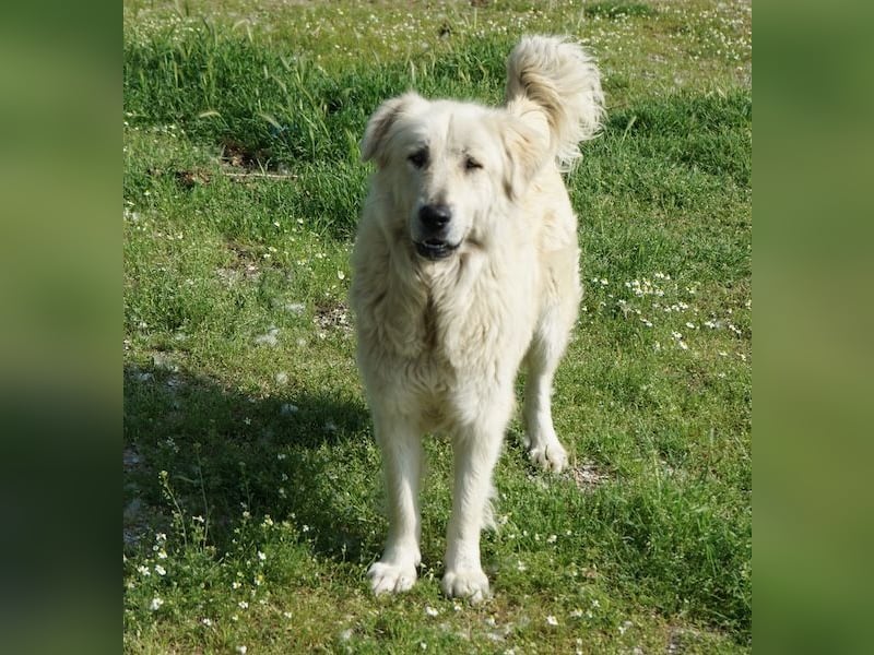 Jako, geb. ca. 09/2023, lebt in GRIECHENLAND, im städt. Tierheim Serres