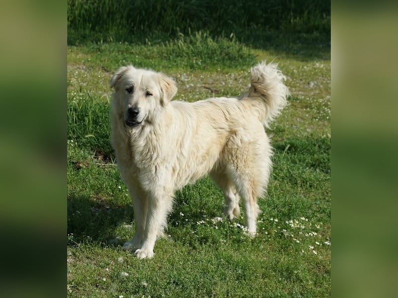 Jako, geb. ca. 09/2023, lebt in GRIECHENLAND, im städt. Tierheim Serres