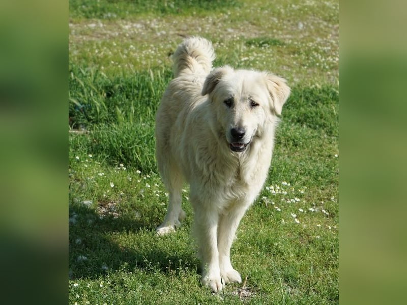 Jako, geb. ca. 09/2023, lebt in GRIECHENLAND, im städt. Tierheim Serres