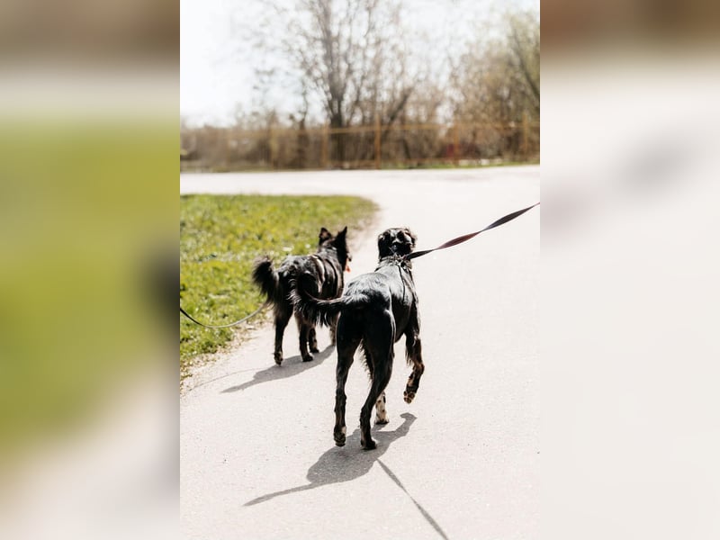 Kleiner Clown Flint sucht seine Menschen