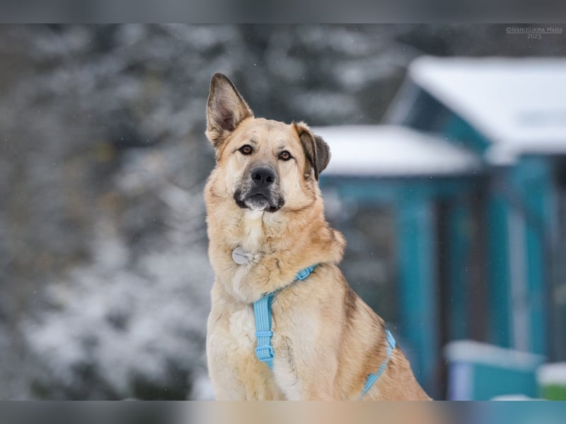Freundlicher Anton sucht seine Menschen