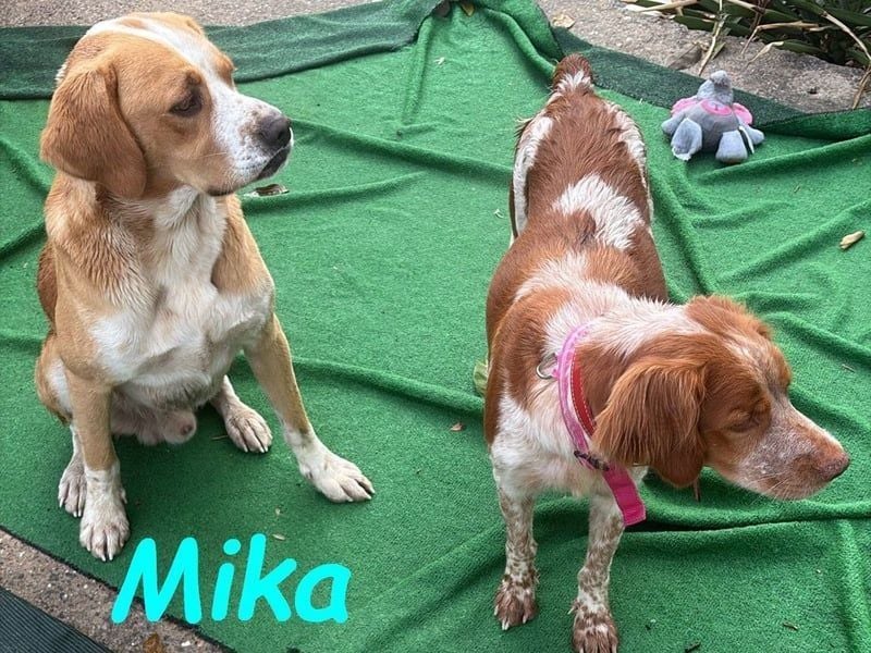 Mika geb. 11/2024 (ESP) - lebensfroher, sportlicher und lernwilliger Junghund!