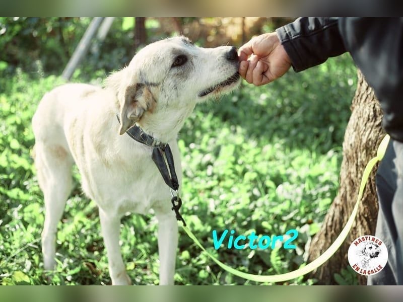 Victor2 geb. 03/2022 (ESP) - ausgeglichener, kinderlieber und sozialer Rüde! Victor2 geb. 03/2022 (ESP) - ausgeglichener, kinderlieber und sozialer Rüde!