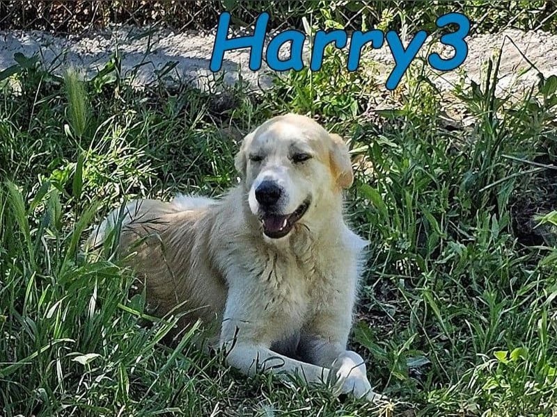 Harry3 07/2022 (ESP) - angenehmer und menschenbezogener Rüde!