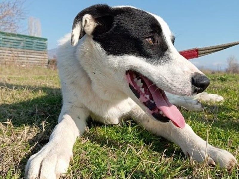 Nemo2 03/2023 (GRC) - ruhiger, ausgeglichener und verträglicher Rüde!