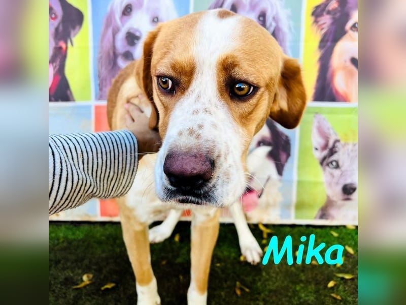 Mika geb. 11/2024 (ESP) - lebensfroher, sportlicher und lernwilliger Junghund!