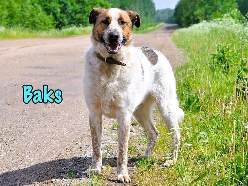 Baks geb. 11/2021 - ein ausgeglichener und sanftmütiger, ganz besonderer, wunderschöner Rüde!