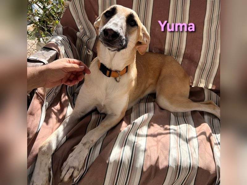 Yuma geb. 04/2023 (ESP) - verschmuste Hündin sucht Zuhause!
