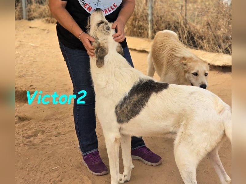 Victor2 geb. 03/2022 (ESP) - ausgeglichener, kinderlieber und sozialer Rüde! Victor2 geb. 03/2022 (ESP) - ausgeglichener, kinderlieber und sozialer Rüde!