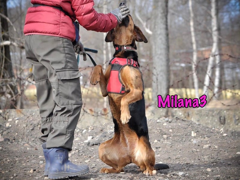 Milana3 geb. 01/2022 - menschenbezogene, freundliche und sanfte Schönheit!