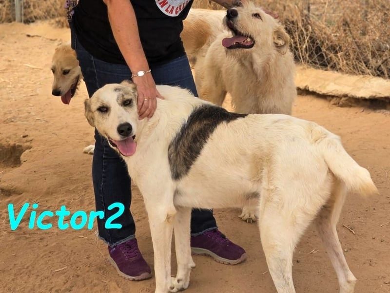 Victor2 geb. 03/2022 (ESP) - ausgeglichener, kinderlieber und sozialer Rüde! Victor2 geb. 03/2022 (ESP) - ausgeglichener, kinderlieber und sozialer Rüde!