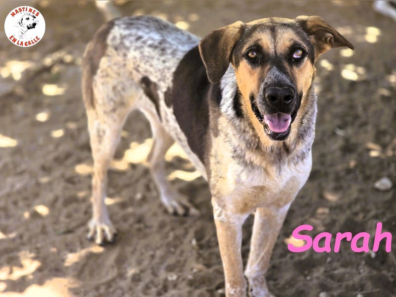 Sarah geb. 12/2023 (ESP) - aufgeschlossene, anhängliche und lustige Junghündin!