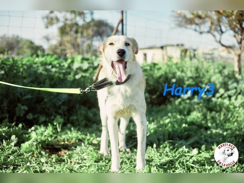 Harry3 07/2022 (ESP) - angenehmer und menschenbezogener Rüde!