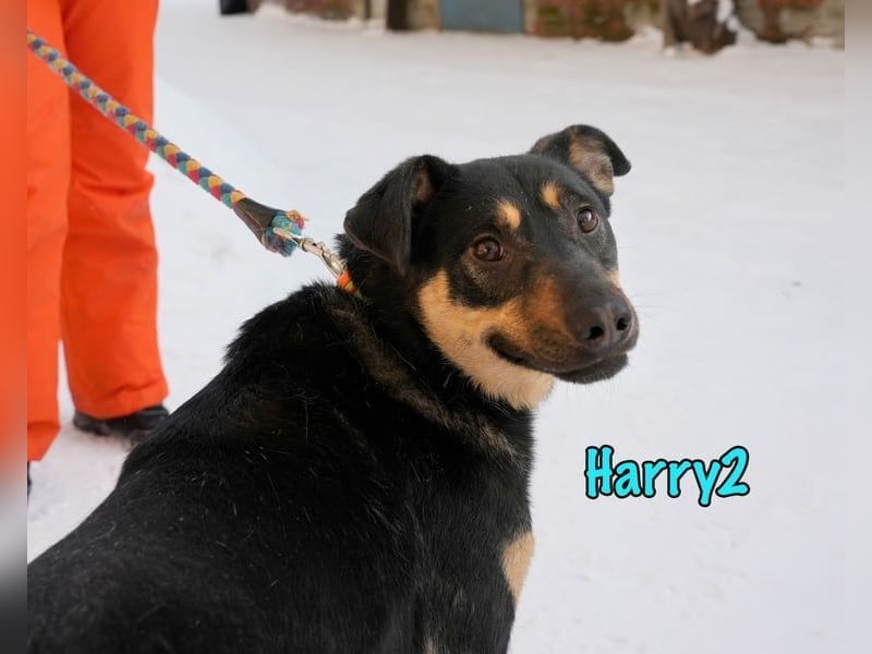 Harry2 geb. 12/2021 - ein Engel auf 4 Pfoten!