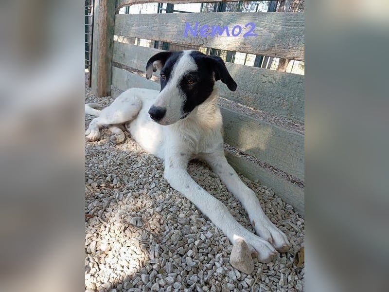 Nemo2 03/2023 (GRC) - ruhiger, ausgeglichener und verträglicher Rüde!