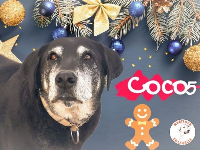 Coco5 geb. 06/2017 (ESP) - ein Engel auf vier Pfoten! Coco5 geb. 06/2017 (ESP) - ein Engel auf vier Pfoten!