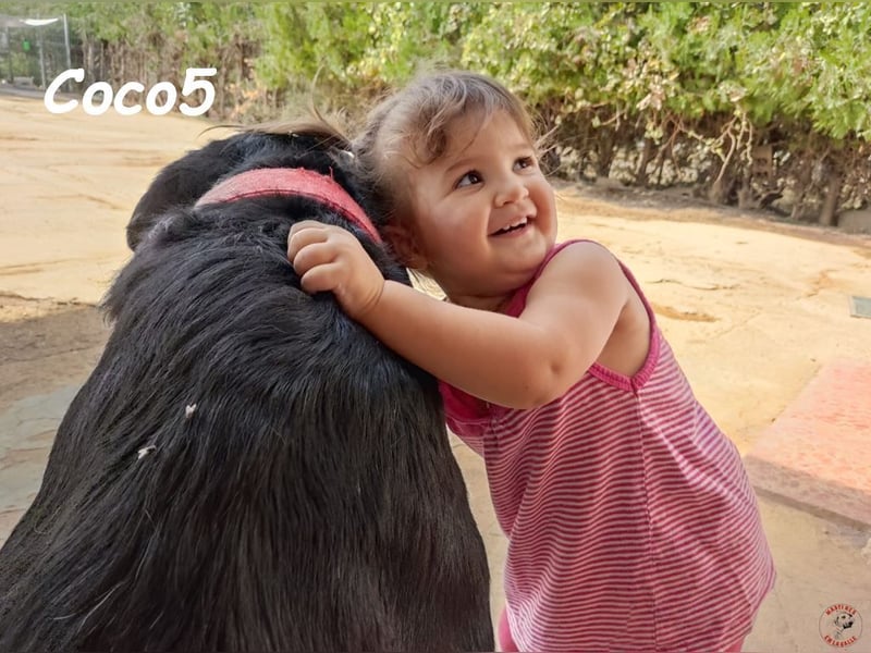 Coco5 geb. 06/2017 (ESP) - ein Engel auf vier Pfoten! Coco5 geb. 06/2017 (ESP) - ein Engel auf vier Pfoten!