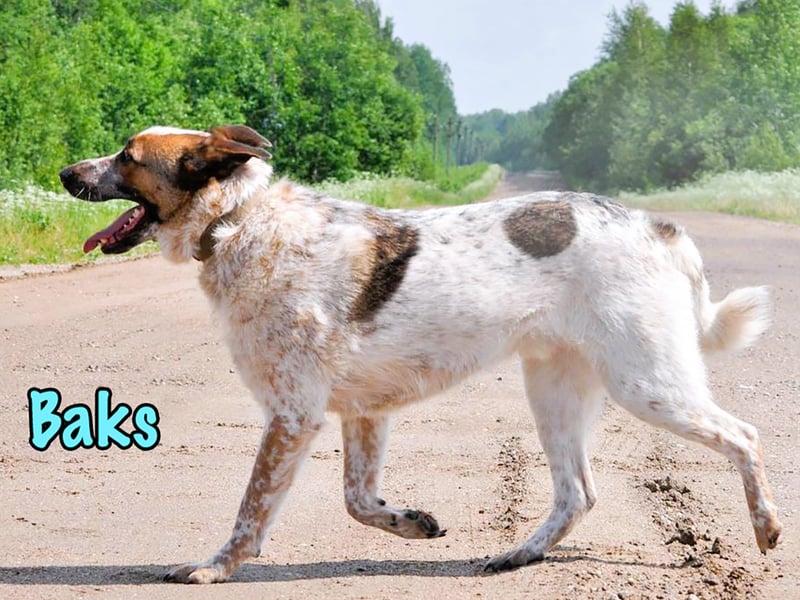 Baks geb. 11/2021 - ein ausgeglichener und sanftmütiger, ganz besonderer, wunderschöner Rüde!