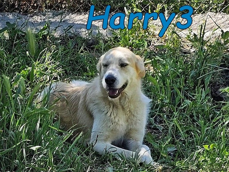Harry3 07/2022 (ESP) - angenehmer und menschenbezogener Rüde!