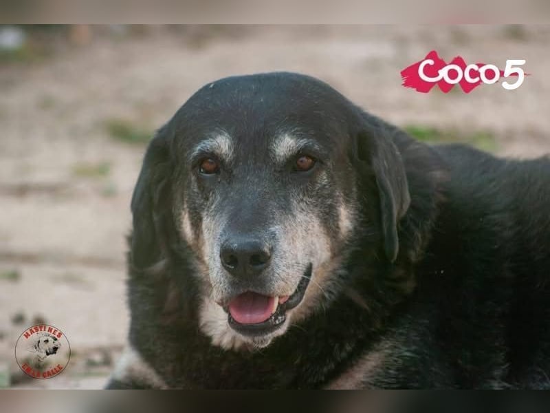 Coco5 geb. 06/2017 (ESP) - ein Engel auf vier Pfoten!
