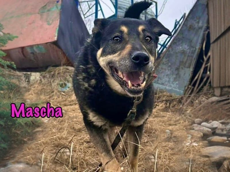 Mascha geb. 11/2016 - genügsame, brave und unglaublich verschmuste Hündin!