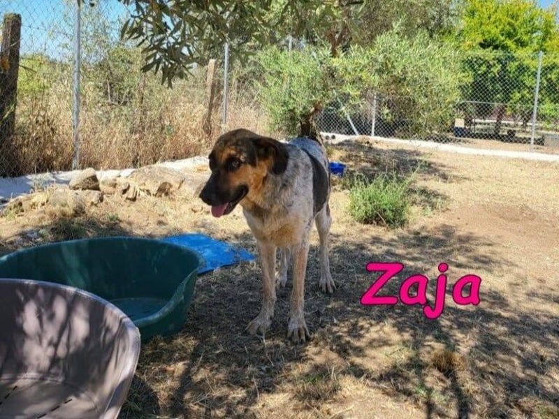 Zaja geb. 12/2023 (ESP) - aufgeschlossene, fröhliche und anhängliche Junghündin!