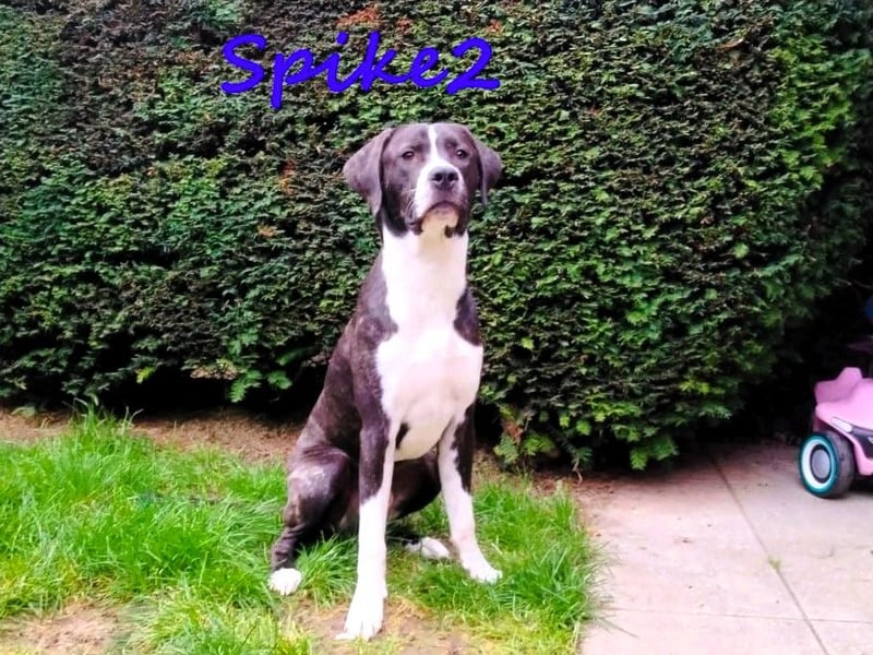 Spike2 geb. 01/2025 (in Deutschland) - verträglicher und braver Junghund!