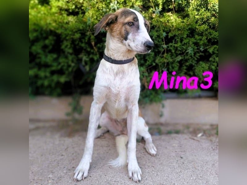 Mina3 geb. 12/2024 (ESP) - sanfte, verspielte und liebevolle Junghündin!