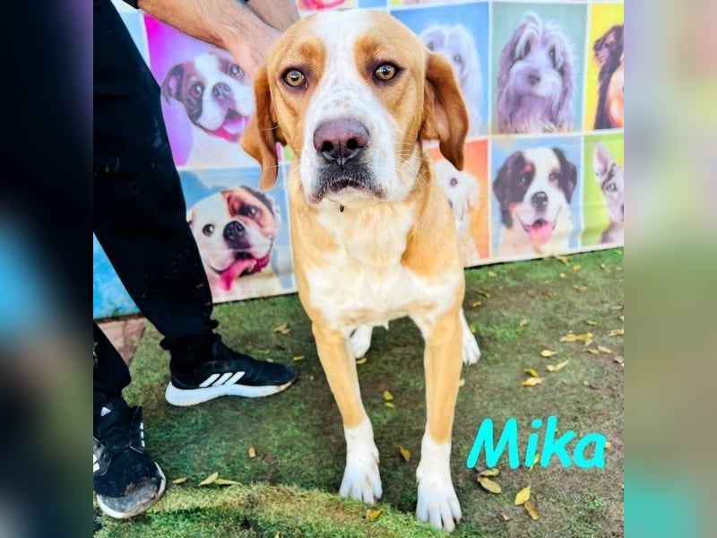 Mika geb. 11/2024 (ESP) - lebensfroher, sportlicher und lernwilliger Junghund!